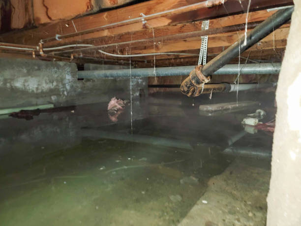 Best Basement water damage restoration  in Helena Valley Southeast, MT